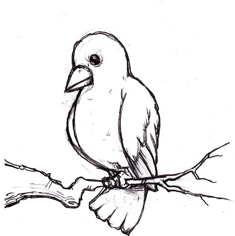Bird Drawing Images .